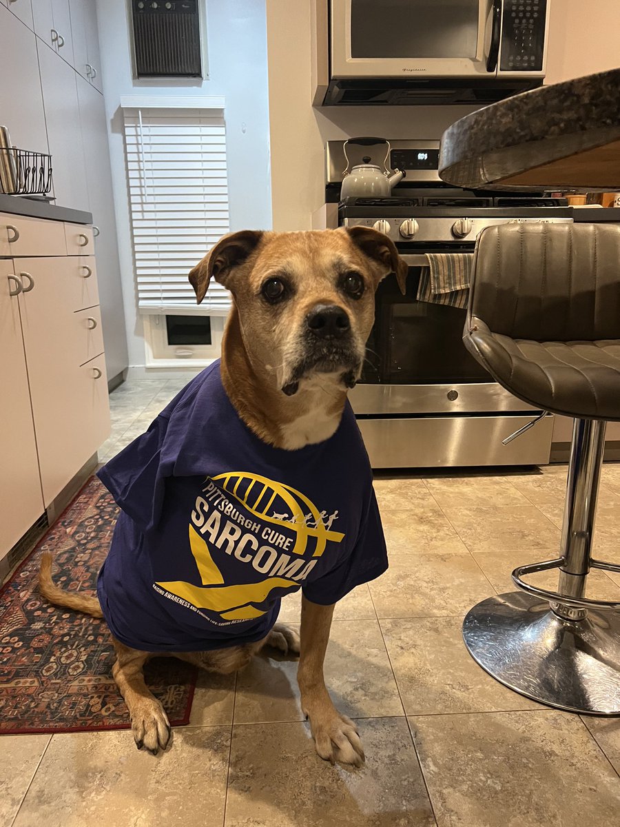 Pittsburgh Cure Sarcoma (@pghcuresarcoma) on Twitter photo Checkout our favorite furry sarcoma survivor, Slayter, sporting his PCS Survivor shirt! Osteosarcoma is 27 times higher in dogs than in humans, which means the ability to study it has huge implications for both. Join us June 24th and help us get closer to finding a cure! Checkout our favorite furry sarcoma survivor, Slayter, sporting his PCS Survivor shirt! Osteosarcoma is 27 times higher in dogs than in humans, which means the ability to study it has huge implications for both. Join us June 24th and help us get closer to finding a cure!