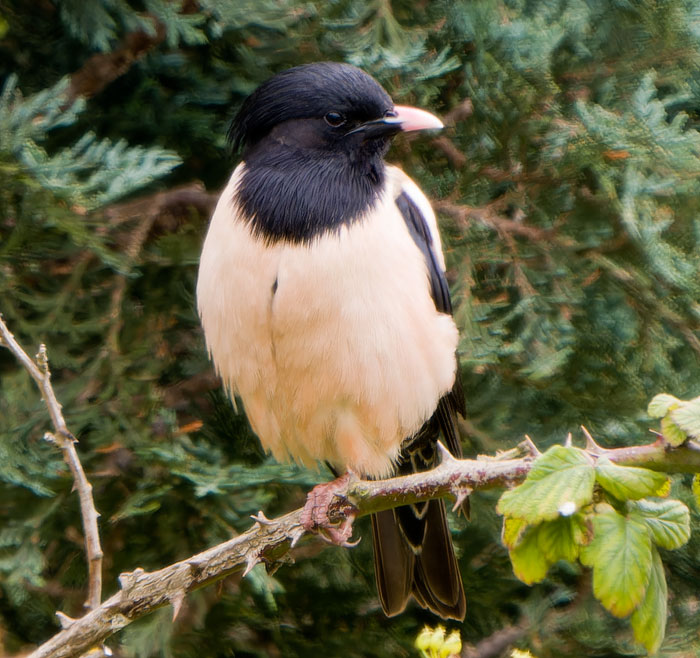 A gorgeous adult male Rose-coloured Starling in Titchwell village this afternoon.