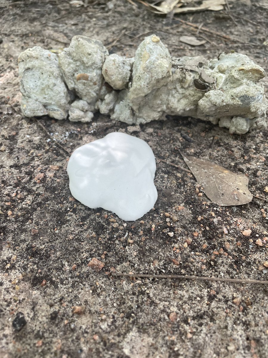 Learning about casting tracks. Project Wild at Jesse H Jones Park. <a href="/HumbleISD_KPHS/">Kingwood Park HS</a> #HumbleISDartists <a href="/VisualArtHumble/">Humble ISD Visual Arts</a>  <a href="/HumbleISD/">Humble ISD</a>