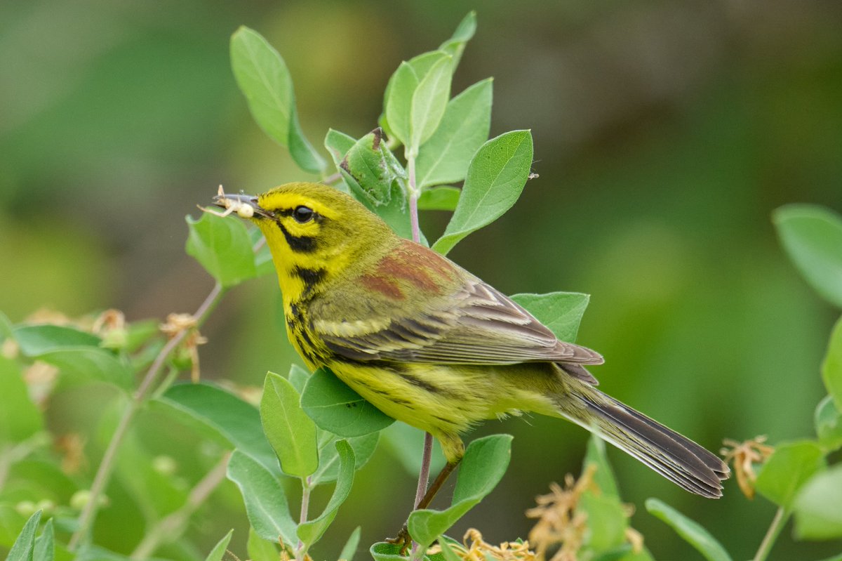 Patrick bx tweet media