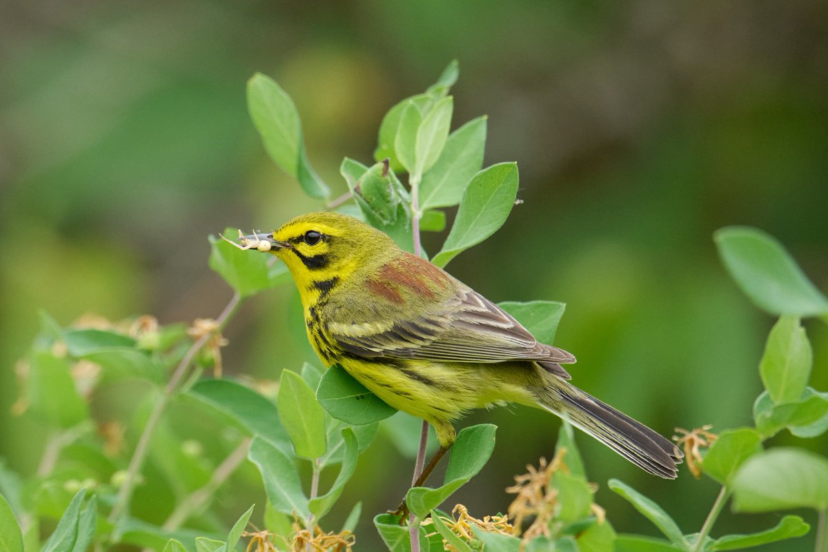 Patrick bx tweet media