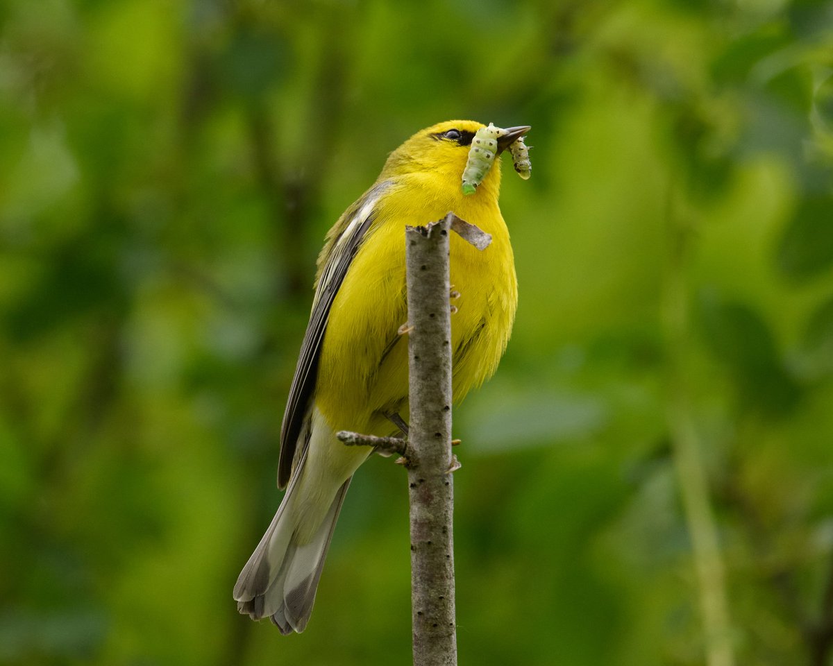 Patrick bx tweet media