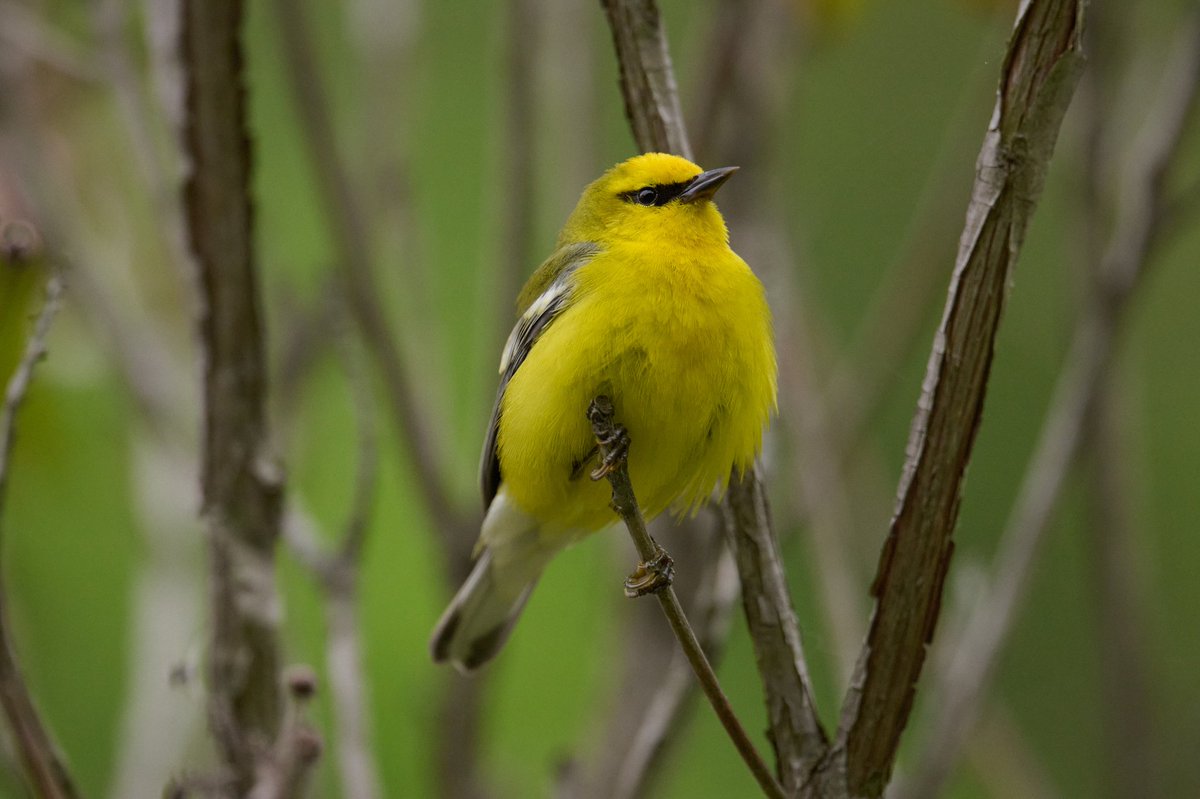 Patrick bx tweet media