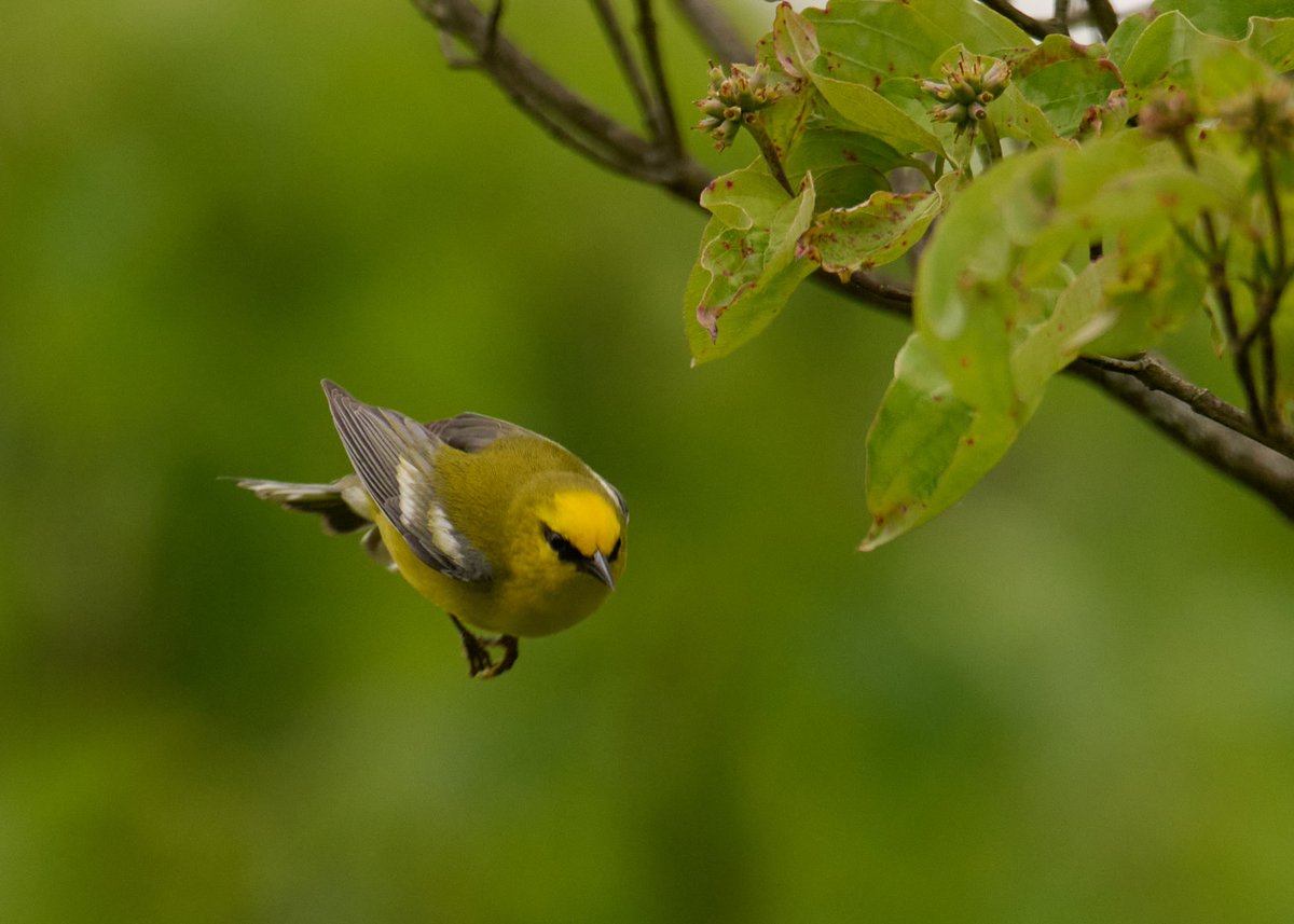 Patrick bx tweet media