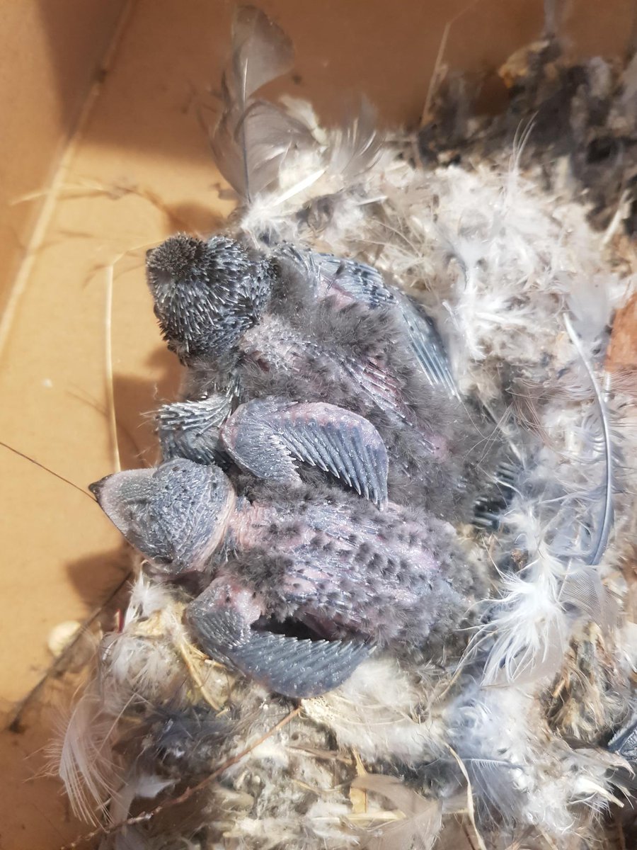 Réseau Centres de soins faune sauvage tweet media