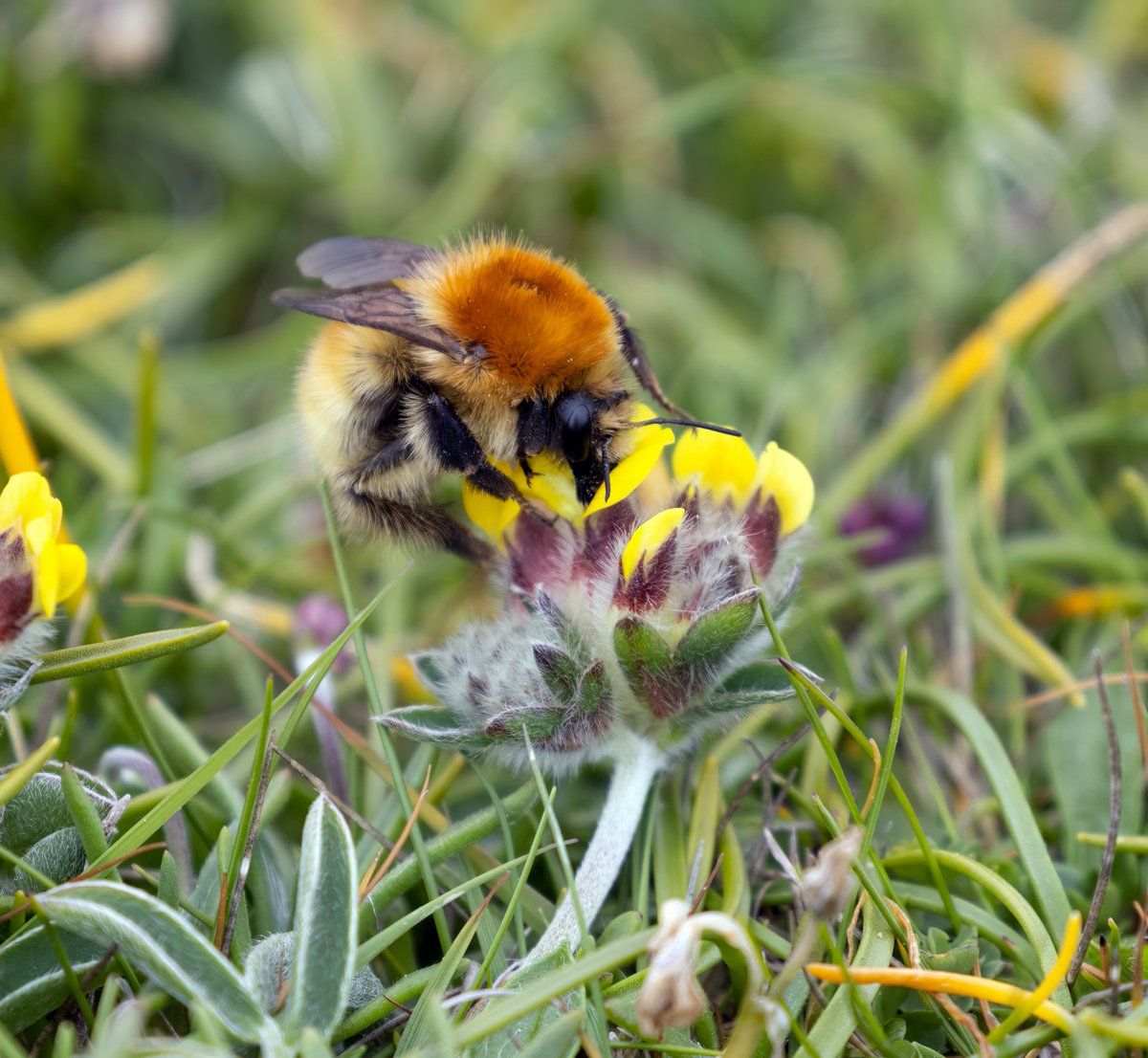 I've spotted loads of the Great Yellow Bumblebee on Orkney - but each time I've checked the pics later it's mysteriously morphed into a Carder Bee! I bet @StevenFalk1 doesn't have this problem! 😃