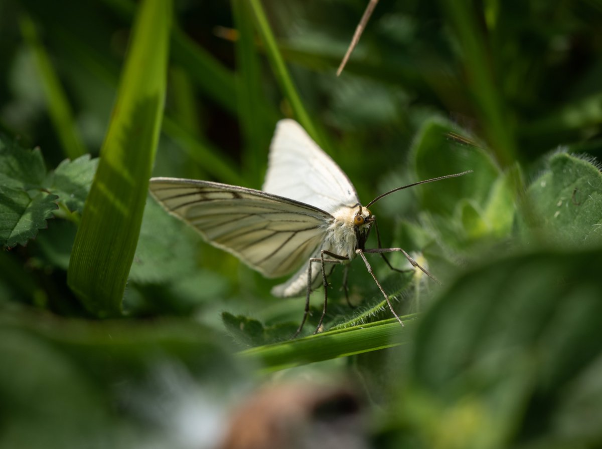 With all the endless debate on the recent release of the Black-veined White Butterfly’s, I decided to pop in and see a true bonafide British born and bred rarity, full of pedigree, simply stunning…….I give you the Black-veined MOTH!