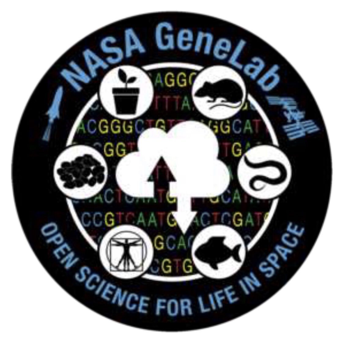 Love space?🚀🌟 You a biologist, programmer, physician, modeler, bioinformatician? Wouldn’t it be interesting for your lab w/collaborators to meta-analyze #AI #ML model w/space biomedical data? 🧮 Here’s a🧵bundle of new #OpenScience datasets in osdr.nasa.gov 1/8