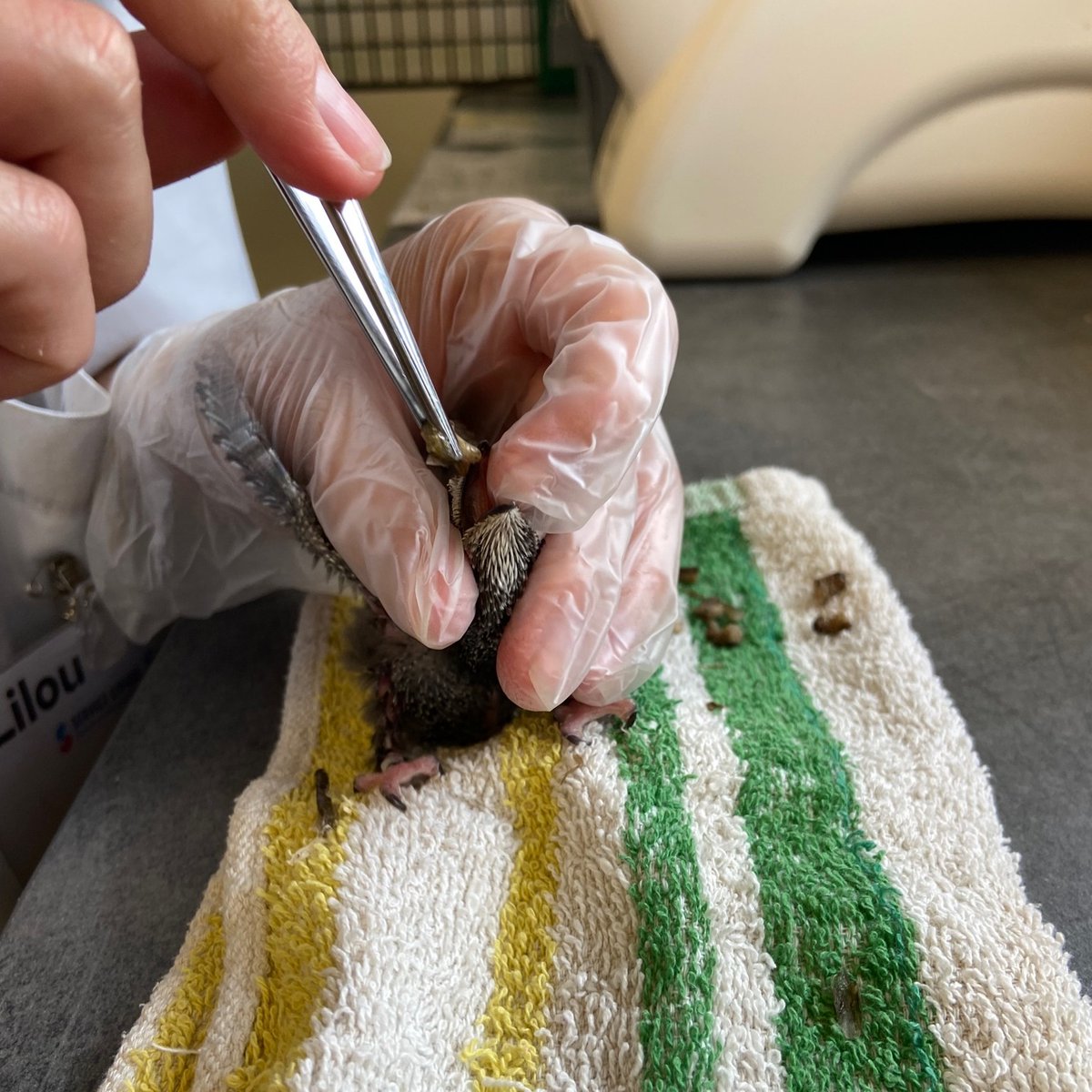 #WorldSwiftDay 
A l'occasion de la #JournéeMondialeDesMartinets, zoom sur cette espèce très présente en centre de soins au printemps, comme ici au Centre de soins <a href="/LPOAk/">LPO Aquitaine</a> !