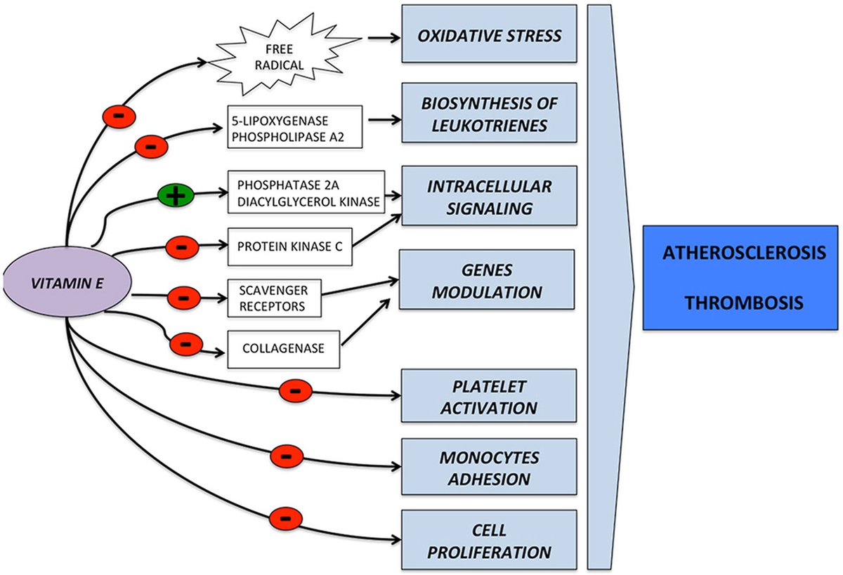 drkohilathas's tweet photo. Vitamin E
The potent antioxidant vitamin that can improve cell stability and inhibit platelet aggregation no one talks about.
A THREAD 🧵 https://t.co/0dDqiFdGrE