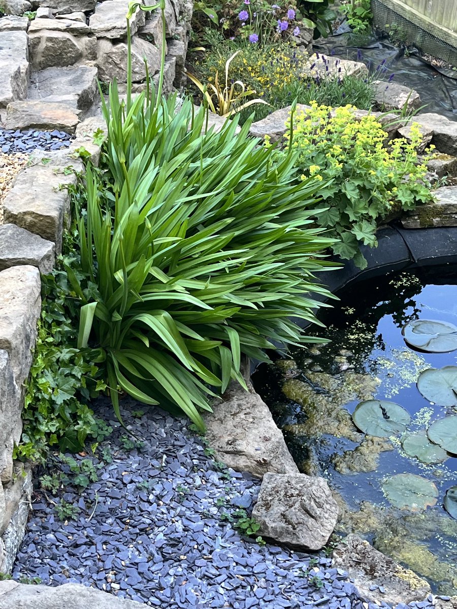 embrehz's tweet photo. Looks like agapanthus may have survived the winter 🥶 🤞#gardening https://t.co/TYCICEiYvv