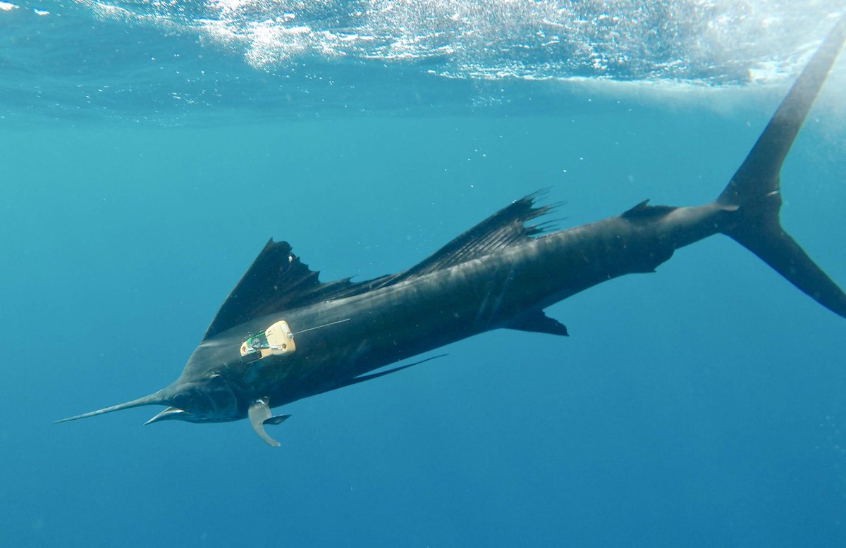 🚨🚨New paper out today in @AnimalEcology!
We used #biologging tags to look at the foraging behavior of #marlin and #sailfish above the world's largest #OxygenMinimumZone. Spoiler alert: they use the hypoxic boundary to their advantage while hunting.    tinyurl.com/5n9b2n4e