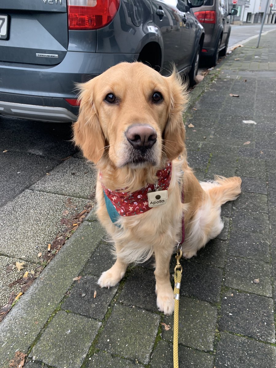 scharfesessen's tweet photo. dieser süßfratz hier hat heute einfach seine assistenzhund prüfung bestanden 😭🥺🧡 https://t.co/Zi6YJjCmnx