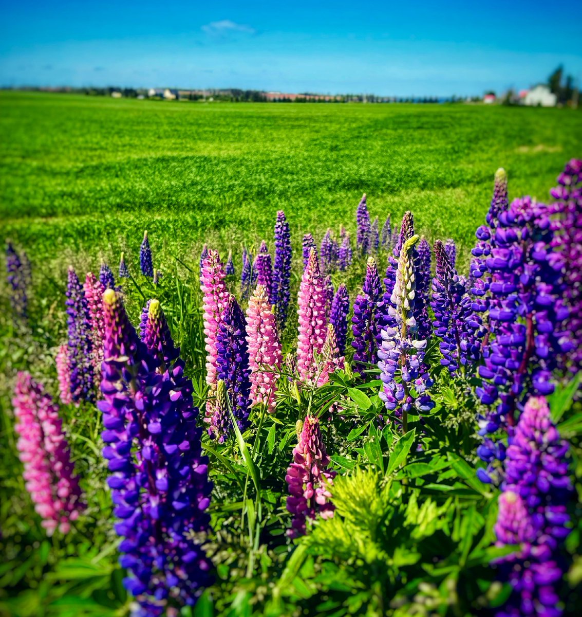 Are you looking to revamp your Instagram? You NEED to go on this self-guided Lupin Photo Tour this summer 🌻

Check out our blog to see the top places in Cavendish for photos (your Instagram followers won't be disappointed 😉)  cavendishbeachpei.com/adventure/lupi…

#lupinphototour #cavendish