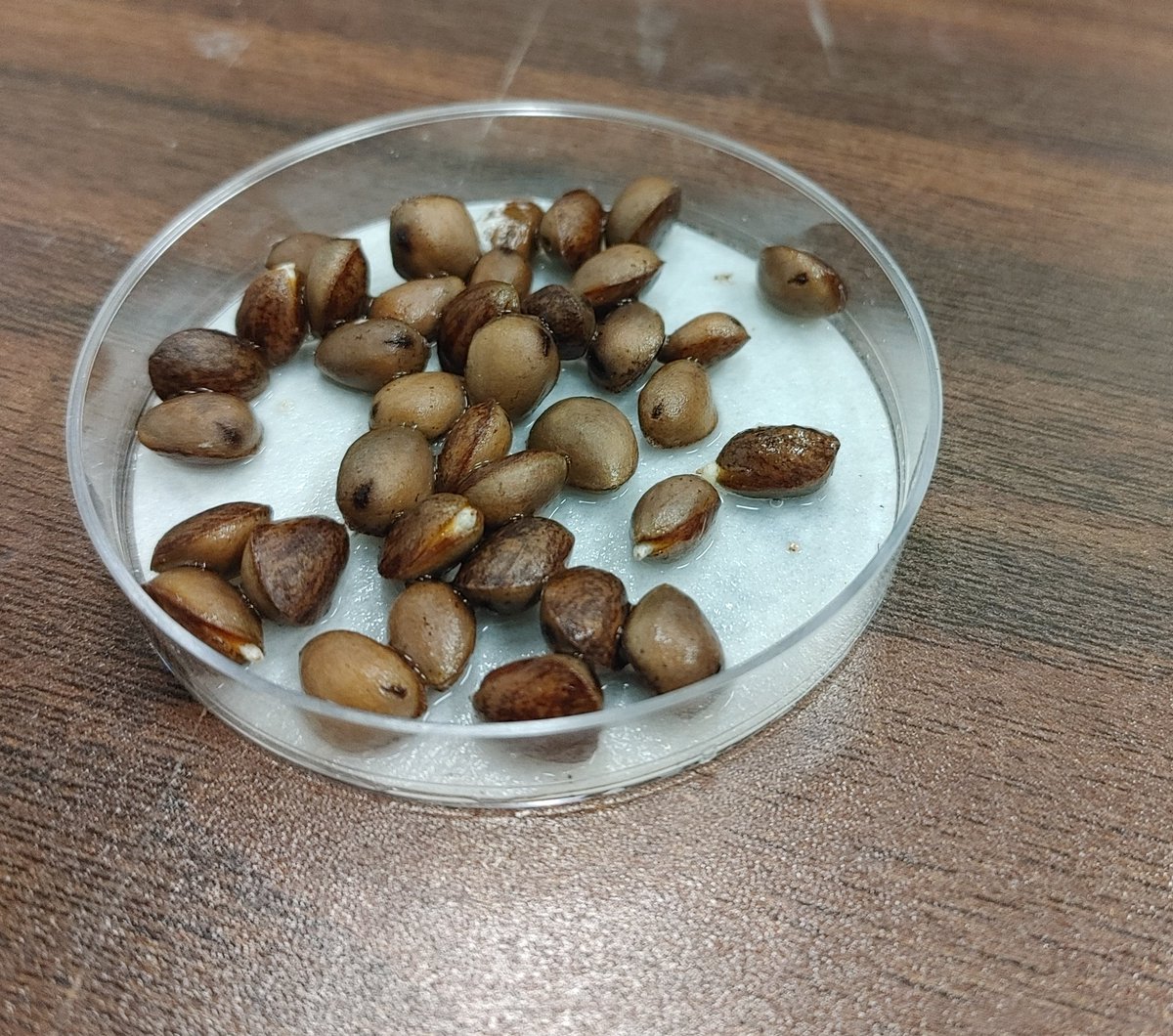 These limber pine seeds came from trees just below the Rainbow Curve Overlook in Rocky Mountain NP. I have about 40,000 of them germinating in ~1,000 petri dishes. I'll plant ~3,000 from all three study sites representing trees from the krummholz treeline into subalpine forest.