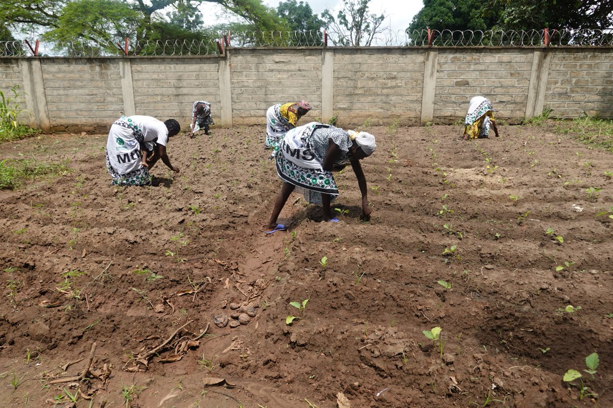 CMMBSSTweets's tweet photo. As a focused partner on nutrition specific and nutrition sensitive interventions, CMMB with support from UNICEF and WFP is working with communities to prevent malnutrition by establishing kitchen gardens across nutrition sites primarily by engaging Mother-to-Mother support groups https://t.co/gpBkBPcQ62