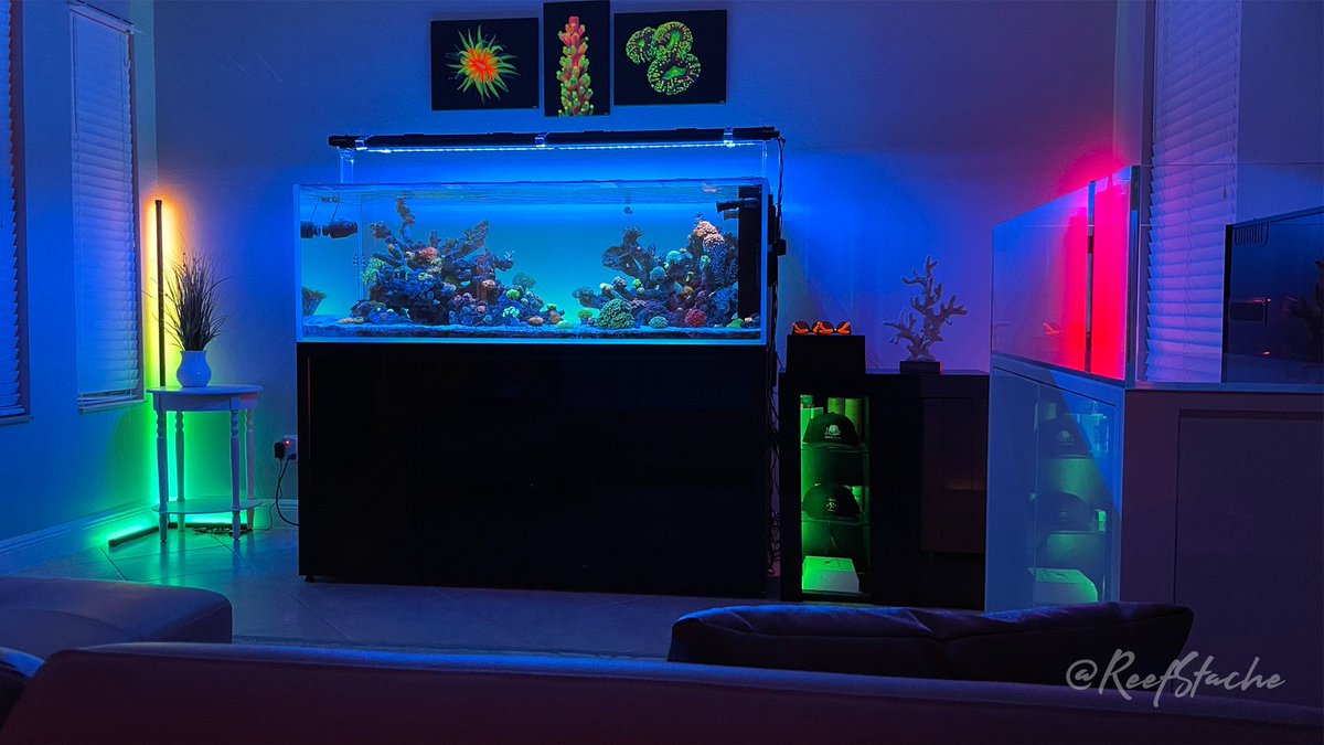 ReefStash's tweet photo. 🐠 🪸 #reeftanklife 🤙 https://t.co/RrvXLcFTl1