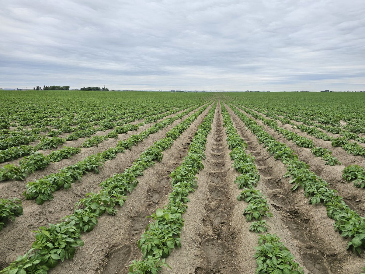 Are you going to try Envita on your Potatoes? Yield response in local Alberta trials was phenomenal in 2022. Timing is everything. Optimal staging is from herbicide to early row close fungicide is perfect. The best time to spray Envita is in the morning. <a href="/SynPalliserCA/">Syngenta Canada Palliser District</a>