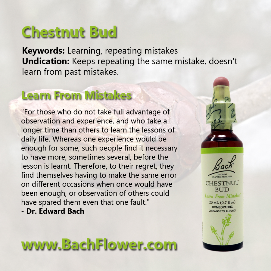 Chestnut Bud - Learn about the Bach Flower Remedies - mailchi.mp/bachflower/che…
Learn more about the Bach Flower Remedies at BachFlower.com
#originalbachflower #bachflower #tootiredtocare #exhausted #restless #harmony #mentalclutter #emotionalhealthmatters #wellnesswithin