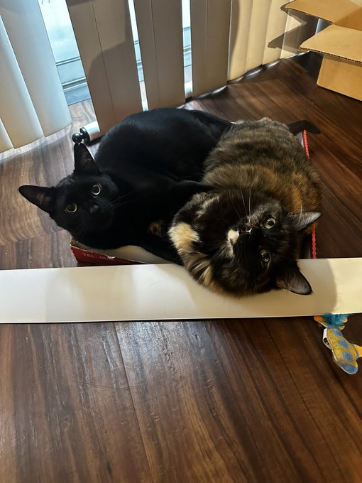 My kids. https://t.co/Bl3XTIAACp