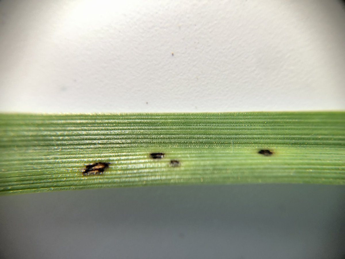 Adam Voss on Twitter "I’m puzzled. Durum. Dry land and irrigation