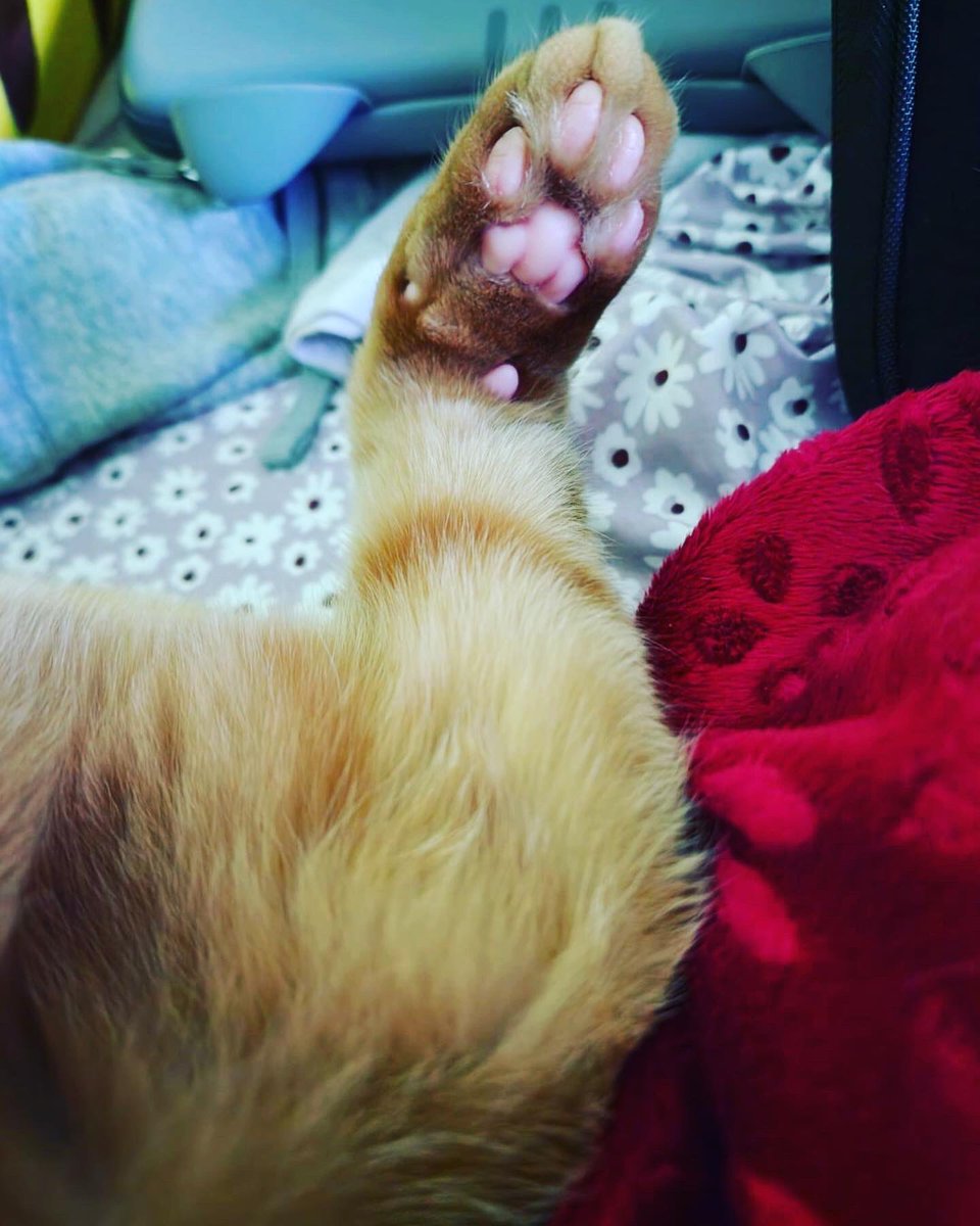 TheSandyPooch's tweet photo. Toe Beans! 🐾 #cats #toebeans #sleepy #sneaky #orangecat https://t.co/tcs8y1eXbt