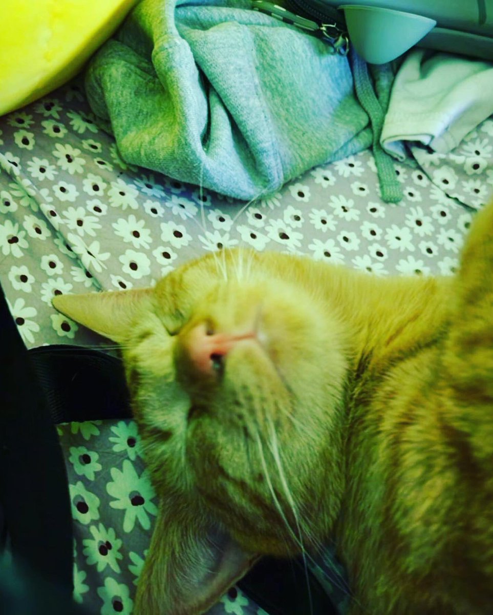 TheSandyPooch's tweet photo. Toe Beans! 🐾 #cats #toebeans #sleepy #sneaky #orangecat https://t.co/tcs8y1eXbt