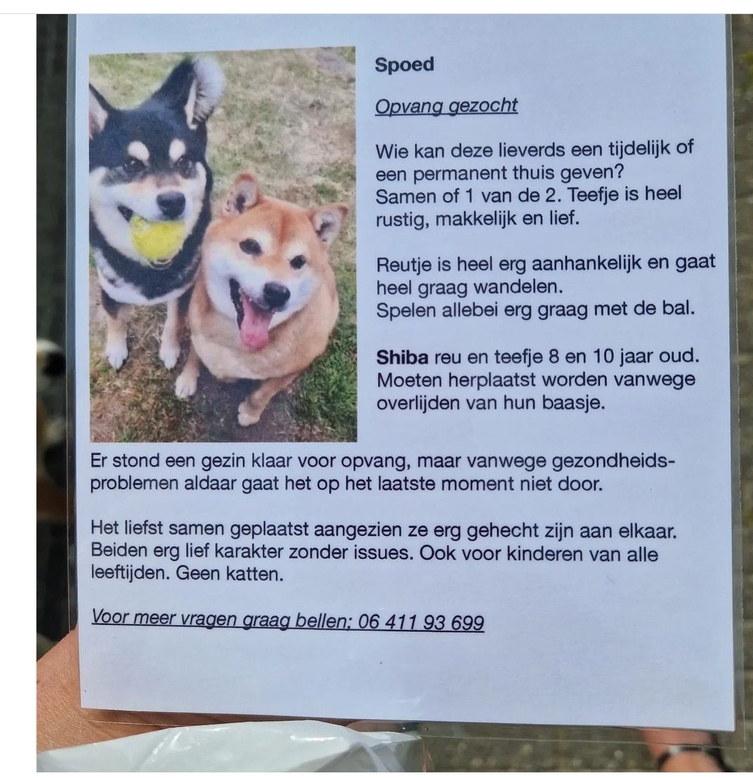 Soofco's tweet photo. Buurman van vriendin is overleden. Wie heeft er een mooi plekje voor deze schatjes ? Regio Tilburg momenteel. https://t.co/5KNxvuqn6P