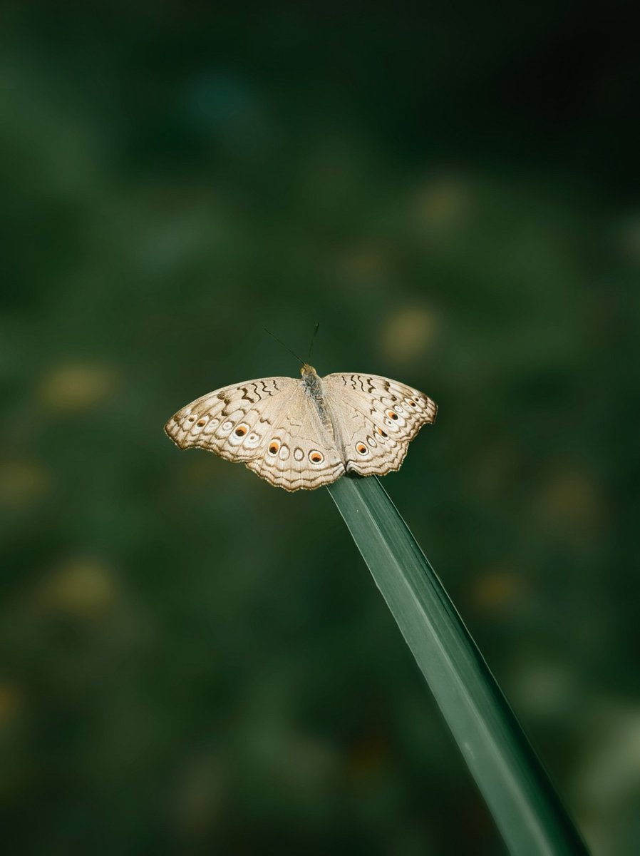 ithefelizer's tweet photo. Gn Gn #TheFelizers ✨

𝗦𝗛𝗢𝗪  Me Your Favorite 𝗠𝗔𝗖𝗥𝗢 Shots 🦋

Re Tweeting Favorites 🔁

Shot On @madebygoogle Camera Powered By @Snapdragon       #ShotOnSnapdragon https://t.co/TmZKfJOkYw