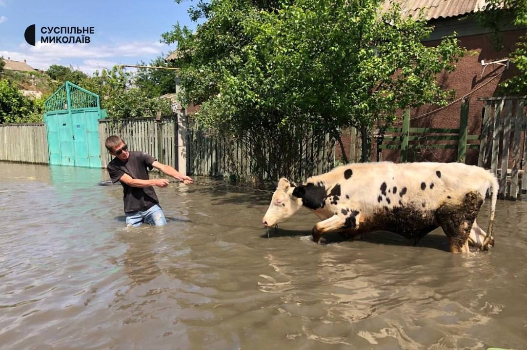 mrrazzotta's tweet photo. Hi, stays from Ukraine need your support too.

Yesterday russians destroyed the Kakhovka Hydro Power Plant. As a result, thousands of animals in Kherson are now in danger.

This flood is a terrible ecological disaster. Many people have lost their homes too. https://t.co/rkLgAw42l8