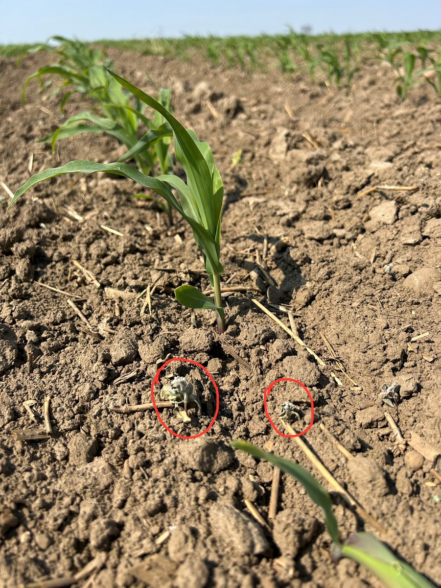 Hensall Co-op Agronomy tweet media