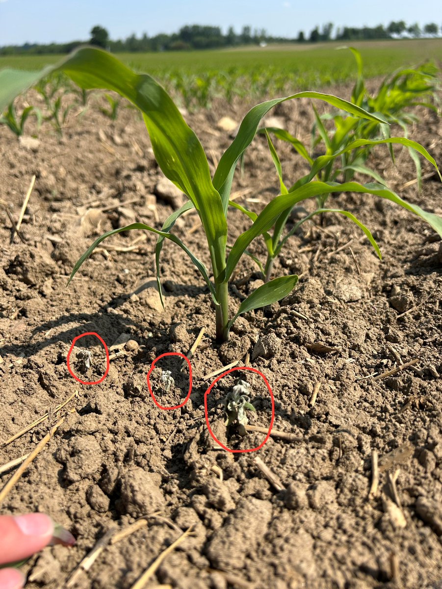 Hensall Co-op Agronomy tweet media