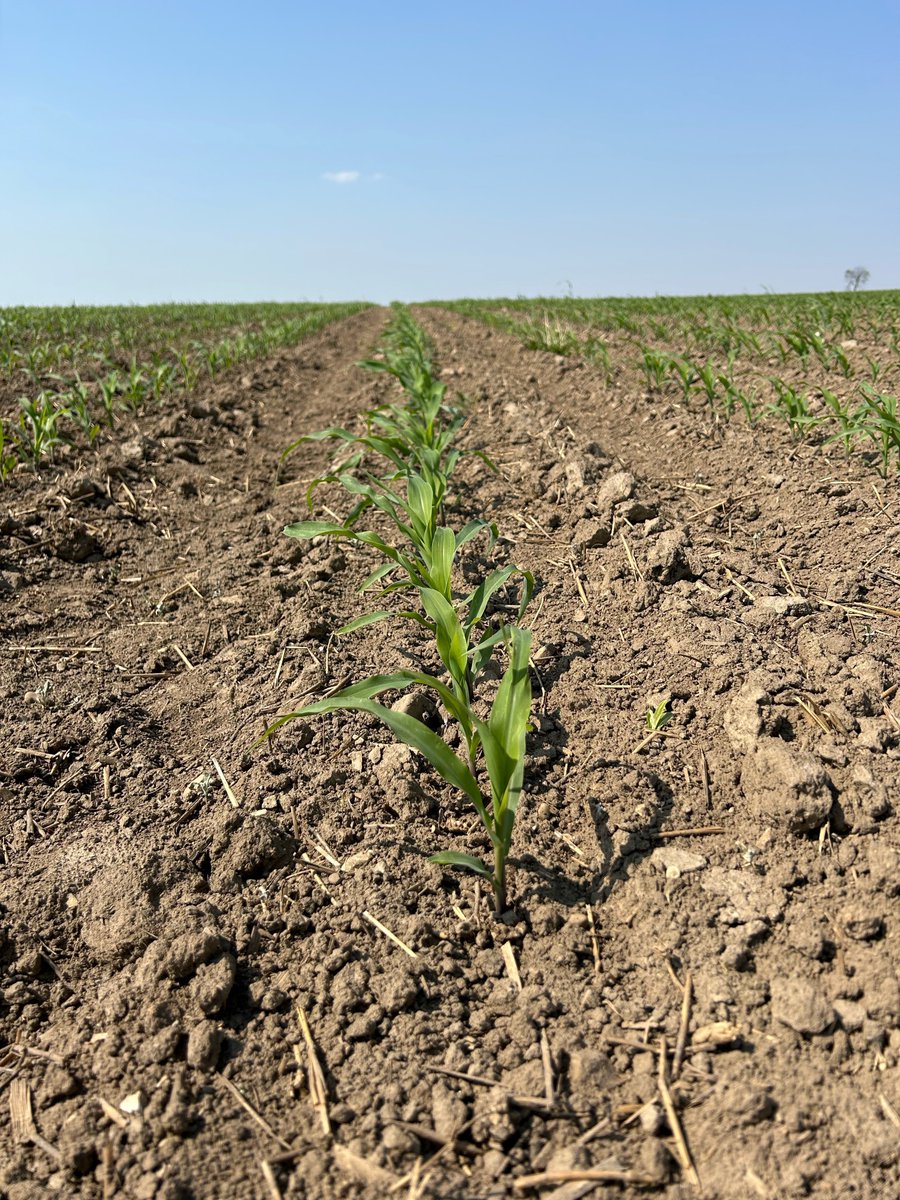 Hensall Co-op Agronomy tweet media