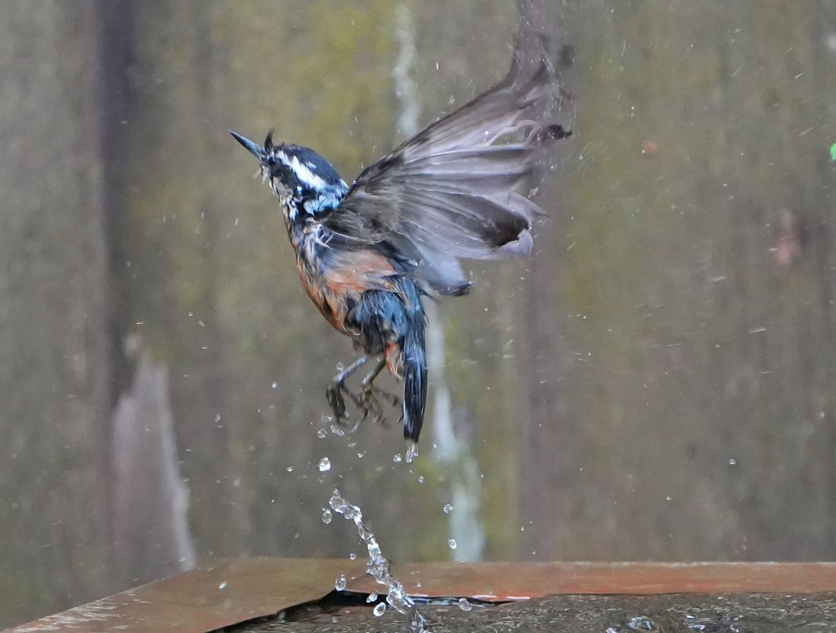 Hard to fly when you're sopping wet.