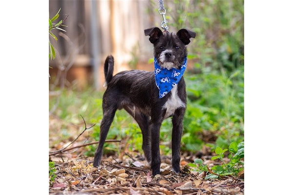 DPSRescue's tweet photo. Meet Muffler, a 4-5 month old Yorkie-Italian Greyhound mix. Friendly, affectionate, and loves cuddles. Enjoys chew toys, walks, and playing with balls. Would love to have doggy playmates!
https://t.co/9MVw2bipgH
#AdoptMuffler #DPSRescue https://t.co/a2LzPNqz28