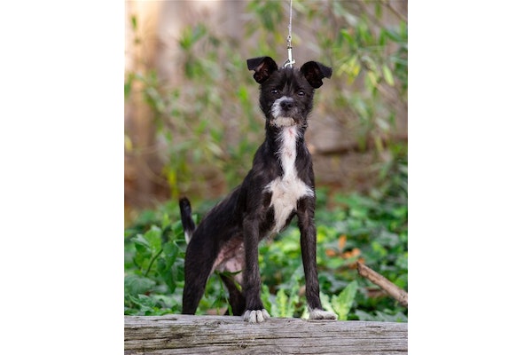 DPSRescue's tweet photo. Meet Muffler, a 4-5 month old Yorkie-Italian Greyhound mix. Friendly, affectionate, and loves cuddles. Enjoys chew toys, walks, and playing with balls. Would love to have doggy playmates!
https://t.co/9MVw2bipgH
#AdoptMuffler #DPSRescue https://t.co/a2LzPNqz28
