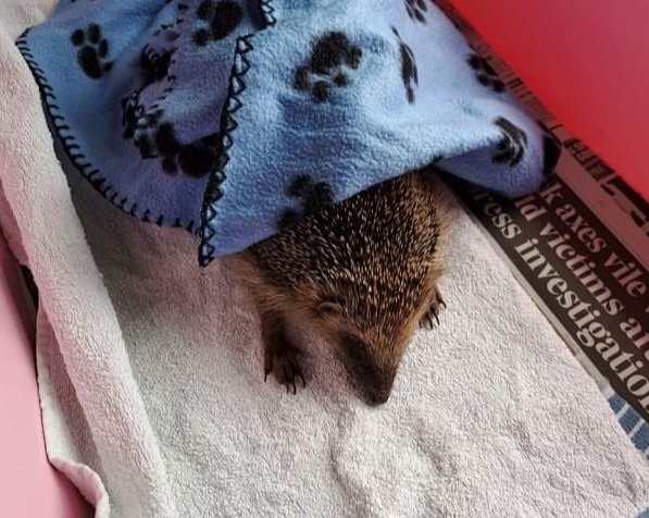 Lizzie was admitted yesterday. Found out in the day.  She was extremely dehydrated and passed away the same day.
PLEASE #wateryourwildlife. It will all benefit. 🦔🦋🐝🕊

#hedgehogs #birds #WildlifeWednesday #wildlife #GardeningTwitter #BirdTwitter #Thirsty