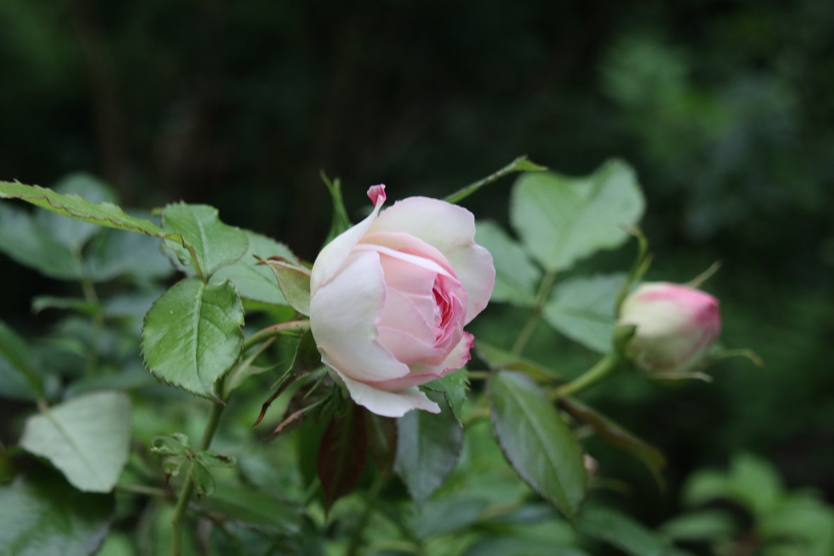 Queens of the garden
#RoseWednesday