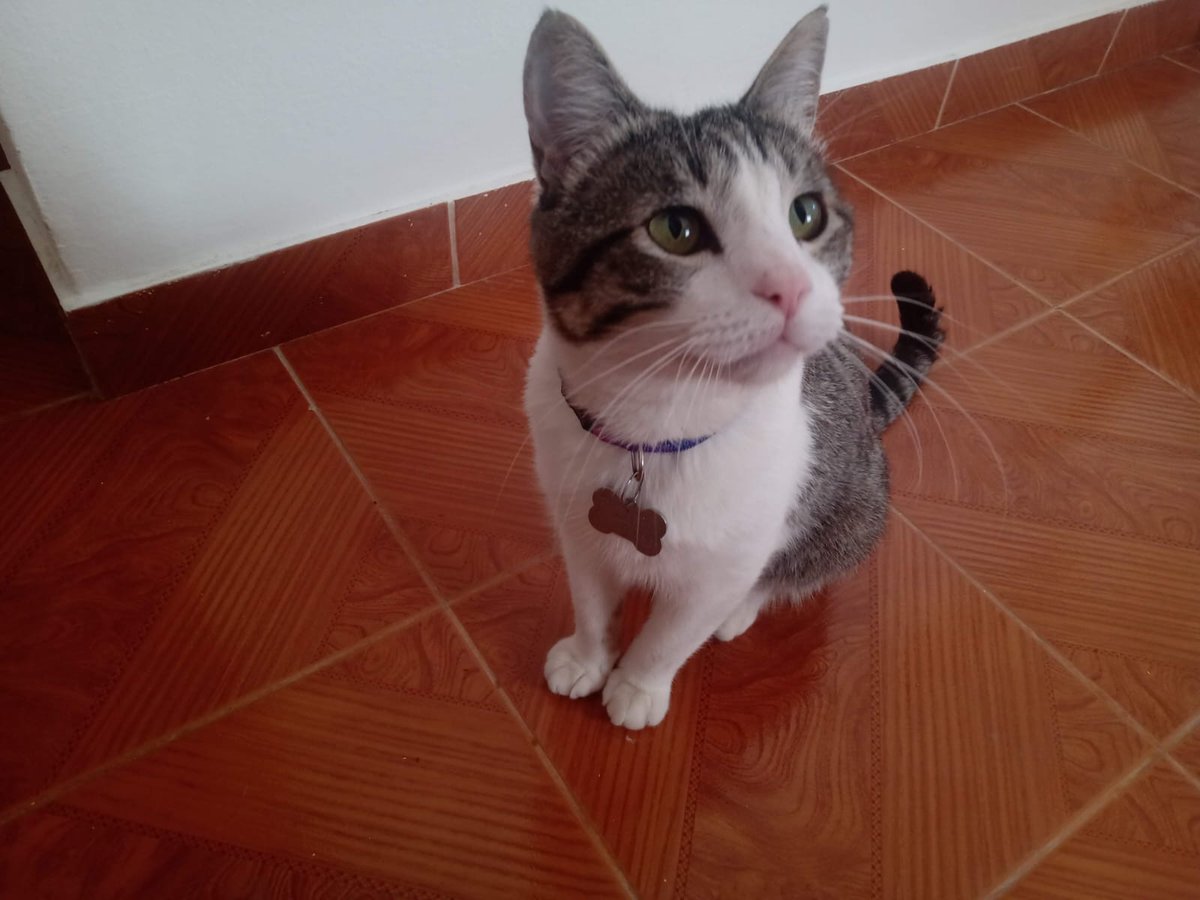 niunomasVP's tweet photo. 🚨⚠️SE BUSCA🚨⚠️
No sabe andar en la calle, barrio san Roque frente a la UNI de río negro. VIEDMA 
Está castrado, se llama TIMBERLYN.
CONTACTO: 2920 617891 https://t.co/YDApAsQCsT