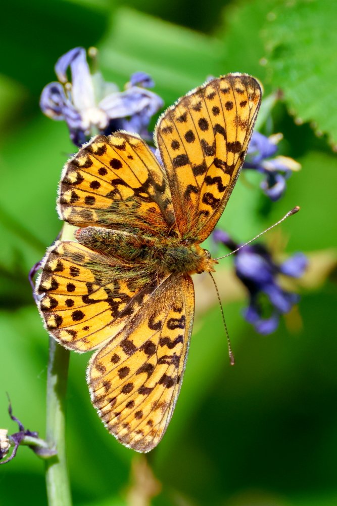 Pearl-Bordered Fritillary today near Cirencester. A new butterfly for me