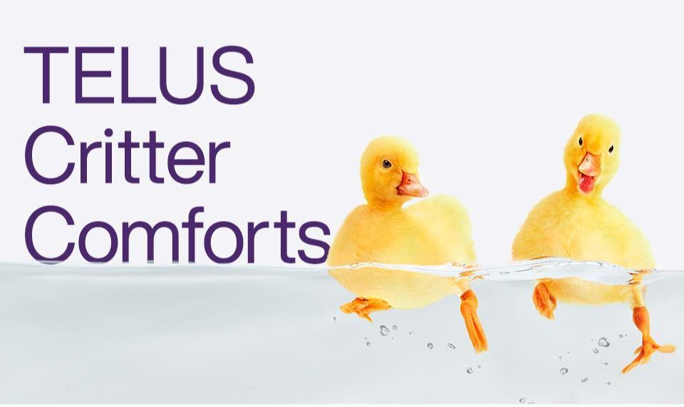 Studies show that interactions with animals, even virtually, can have a real effect on both the mind and body. Check out this story about <a href="/TELUS/">TELUS</a> #CritterComforts playlist.  #TeamTELUS bit.ly/45OmgDc