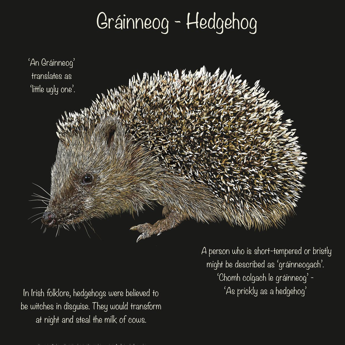 Gráinneog- Hedgehog 🦔🍀

All prints are available for purchase 🙏
etsy.com/ie/shop/WildIr…

#Irish #asgaeilge #Gaeilge #language #ireland #Hedgehog
