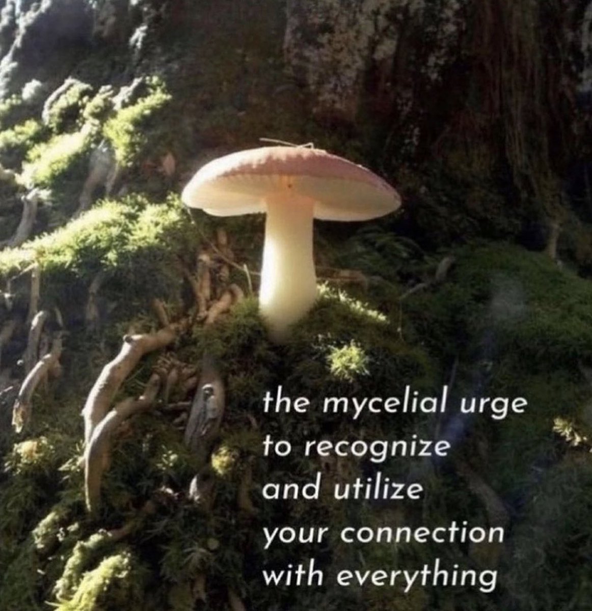 iamtheempress33's tweet image. Tap in, darlings ✨🍄✨

#allisconnected #newearth #5dconsciousness #mycelium