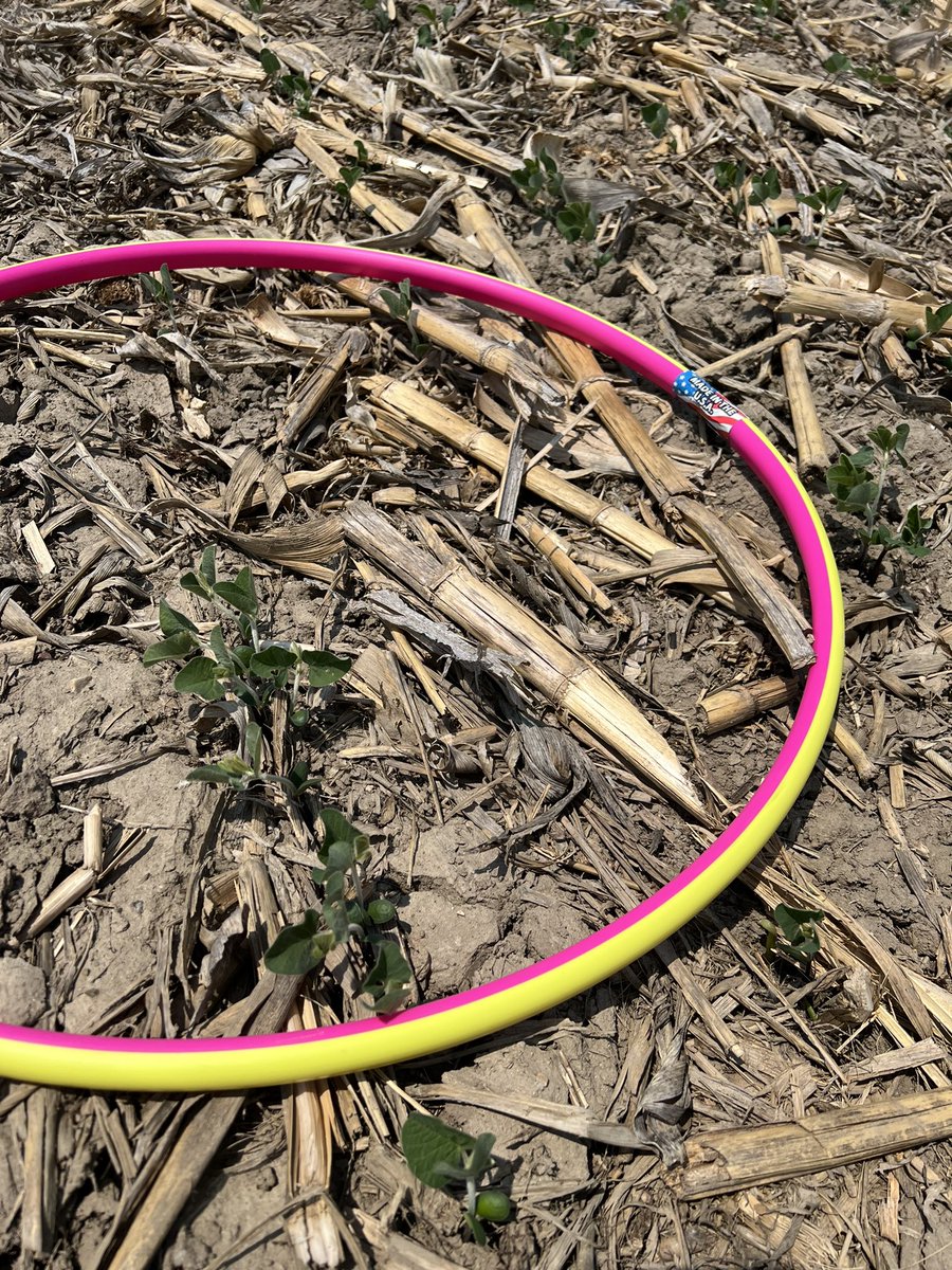 Anybody else have a pink bean hoop that rattles and lights up when it hits the ground?…. Didn’t think so 😎