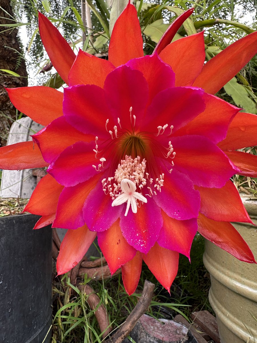 GM! This is a Schlumbergera aka xmas cactus flower which only blooms once a year but had the deepest colors👌🌺