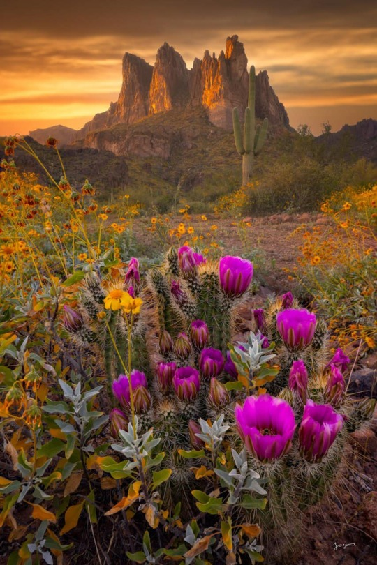 BarrisStrey's tweet photo. Superbloom in Arizona https://t.co/vHTqGa9Be3