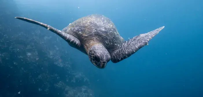 TheScubaNews's tweet photo. The Galapagos Islands are a true natural wonder, known for their unique wildlife and breathtaking landscapes. But did you know that beneath the surface lies an equally captivating world? 🤿 👉  https://t.co/mnnLB52t7u https://t.co/IKPUIsKGpb