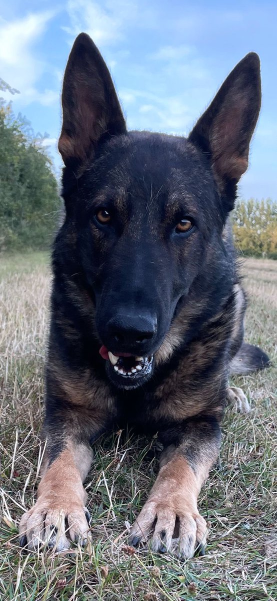 NS PoliceDogs tweet media