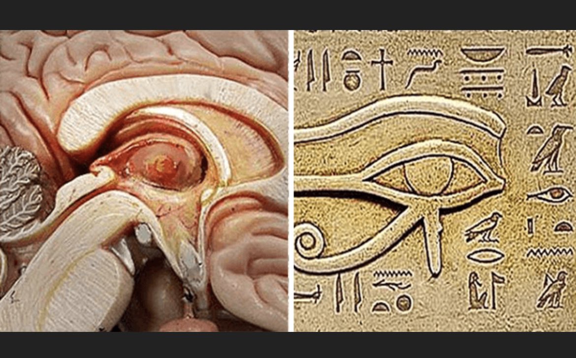 0xPuffalo's tweet photo. @proofofwork69 @fivesixtwo444 @GoldManSacks_ *pineal gland
That’s the third eye one. Shaped like the eye of Ra from ancient Egypt. Maybe Che will get into it in podcast someday. https://t.co/pEdC5dwir2