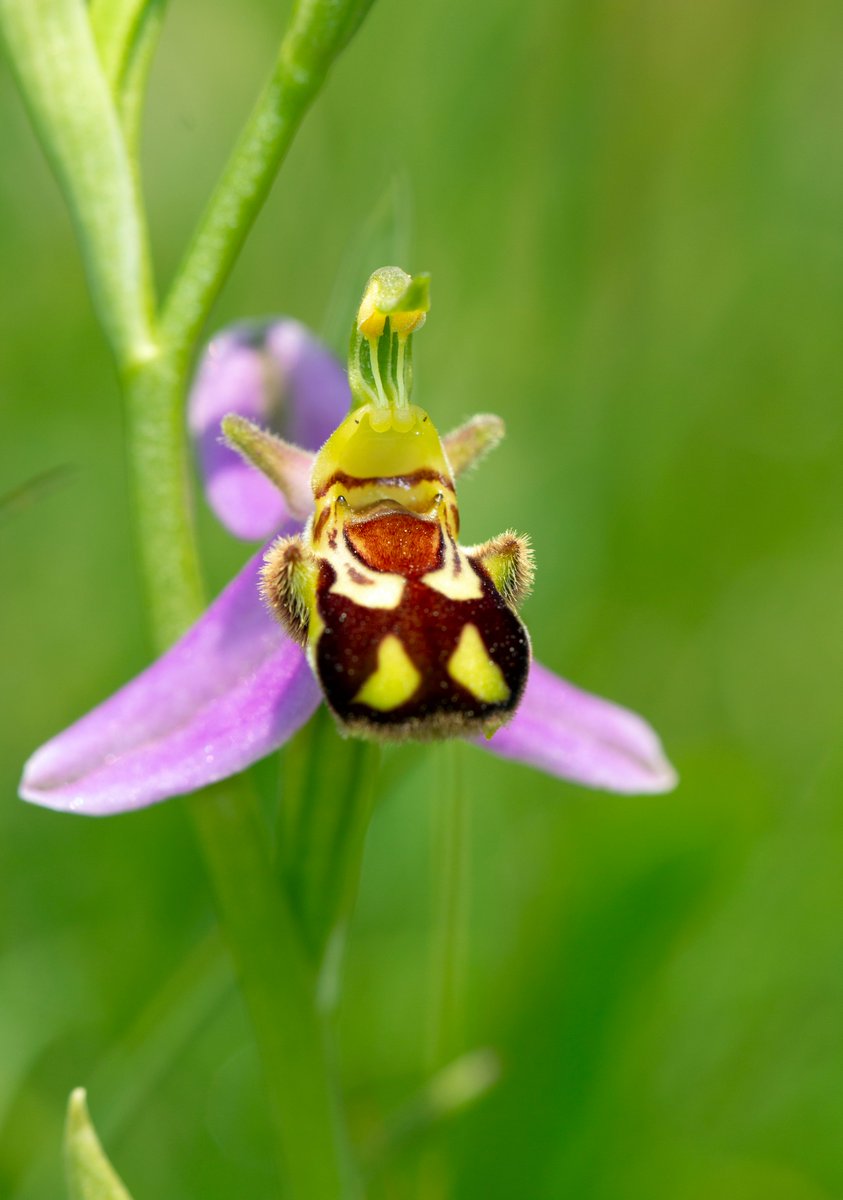 One of several fabulously fresh Bee Orchids today from unimproved grassland up on the chalkhills.